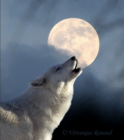 Wolf 1